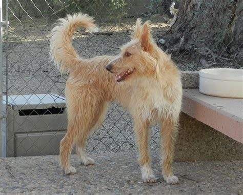 podencos portugueses medianos|portuguese podengo size.